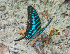 Graphium policenes policenes