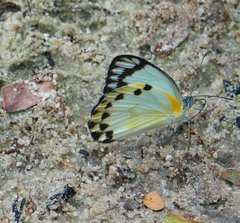 Lepidoptera