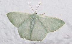 Thalassodes immissaria