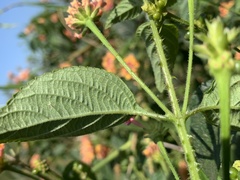 Lantana × strigocamara