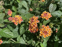 Lantana × strigocamara