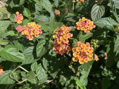 Lantana × strigocamara