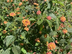 Lantana × strigocamara