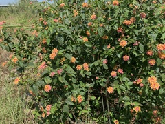 Lantana × strigocamara