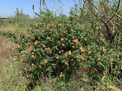 Lantana × strigocamara