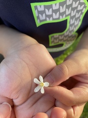 Aleurites moluccanus