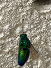 Stilbum