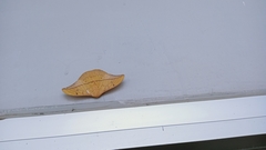 Cricula trifenestrata