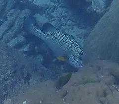 Plectorhinchus chaetodonoides