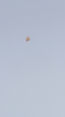 Cricula trifenestrata