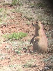 Cynomys parvidens