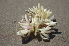 Concholepas concholepas