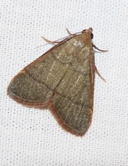 Hypsopygia repetita