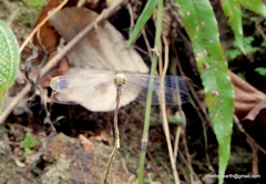 Lathrecista asiatica