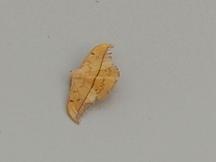 Cricula trifenestrata