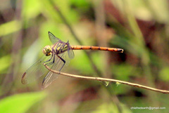 Lathrecista asiatica