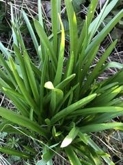 Leucojum aestivum