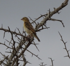 Euplectes albonotatus