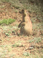 Cynomys parvidens
