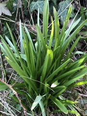 Leucojum aestivum