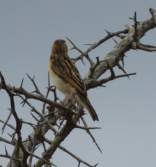 Euplectes albonotatus