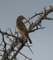 Euplectes albonotatus