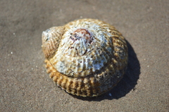 Trochita trochiformis