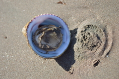 Trochita trochiformis