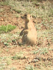 Cynomys parvidens