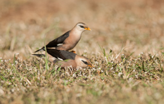 Acridotheres leucocephalus