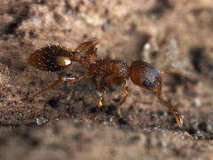 Temnothorax schaumii