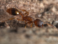 Temnothorax schaumii