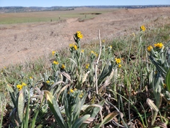 Amsinckia lycopsoides