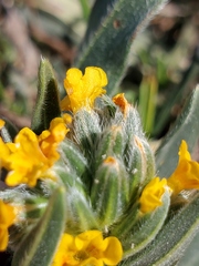 Amsinckia lycopsoides