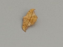 Cricula trifenestrata