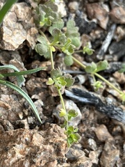 Pterostegia drymarioides