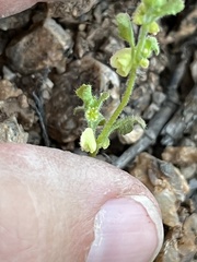 Pterostegia drymarioides