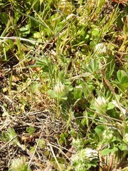 Trifolium hirtum