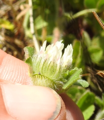 Trifolium hirtum