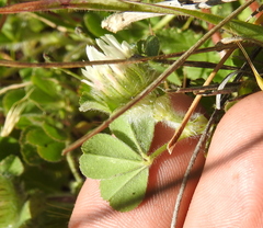 Trifolium hirtum