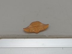 Cricula trifenestrata