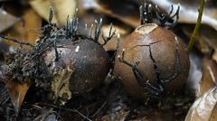 Xylaria karyophthora
