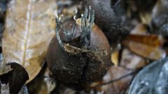 Xylaria karyophthora