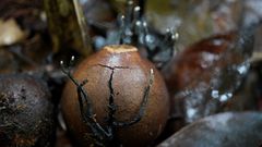 Xylaria karyophthora