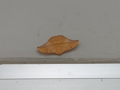 Cricula trifenestrata