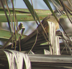 Colius striatus