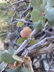Atrusca brevipennata