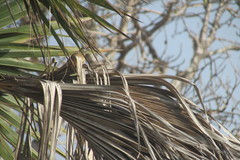 Colius striatus