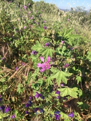 Malva sylvestris