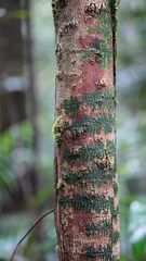 Trichomanes pedicellatum